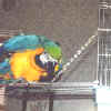 Jozey with travel cage