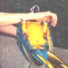 Jozey swinging