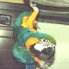 Jozey hanging on play stand