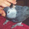 Baby Smoki
