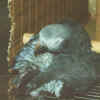 Smoki preening