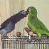 Smoki n Charlie