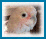 Fluffy