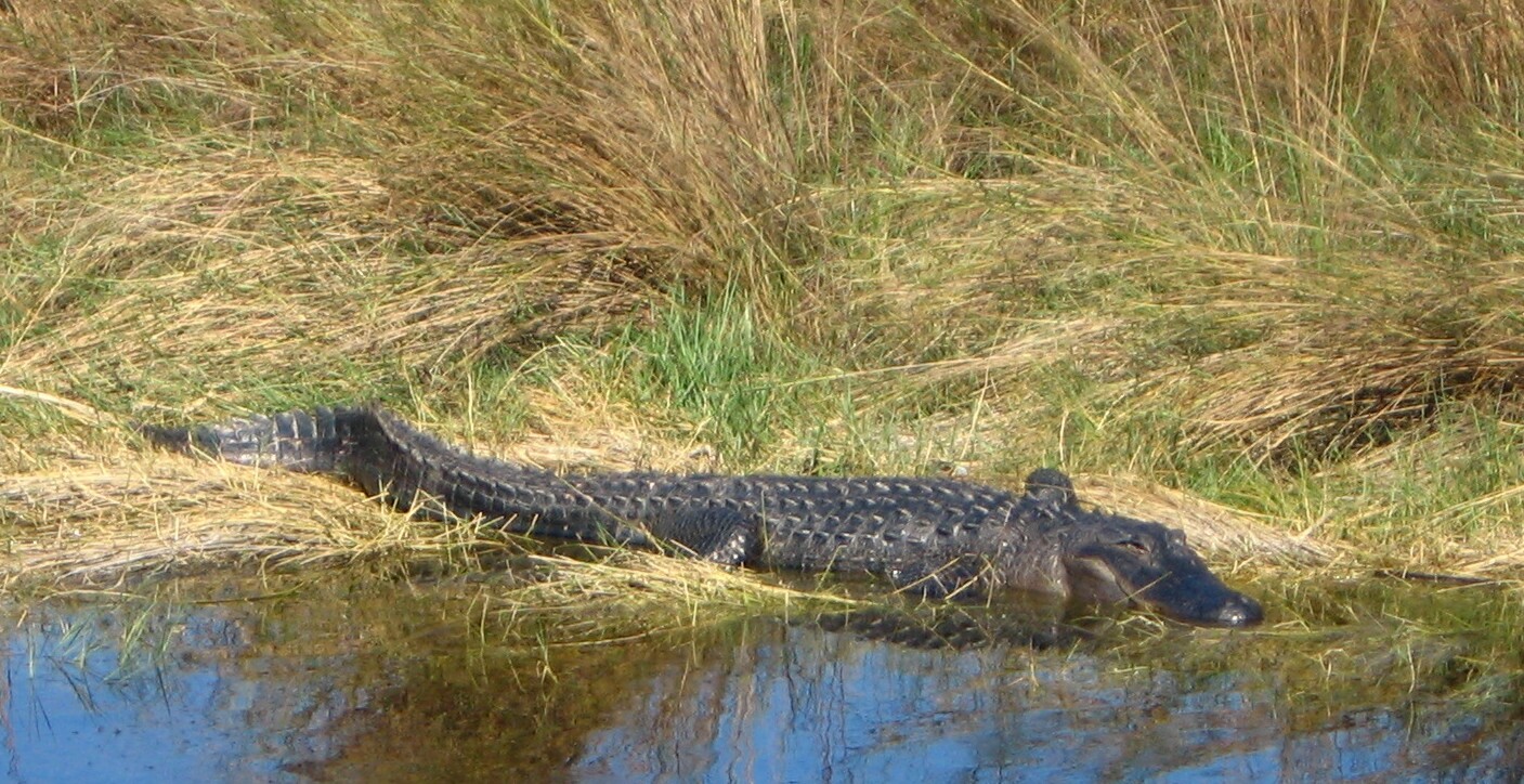 alligator