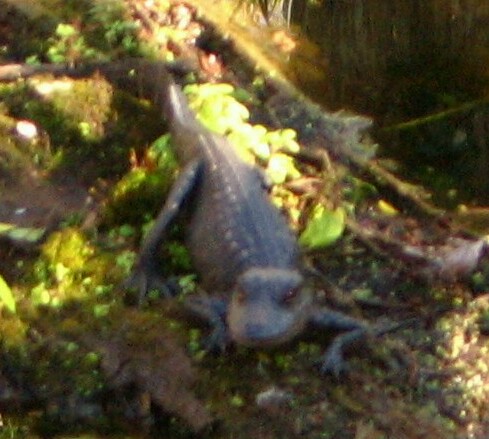 baby alligator