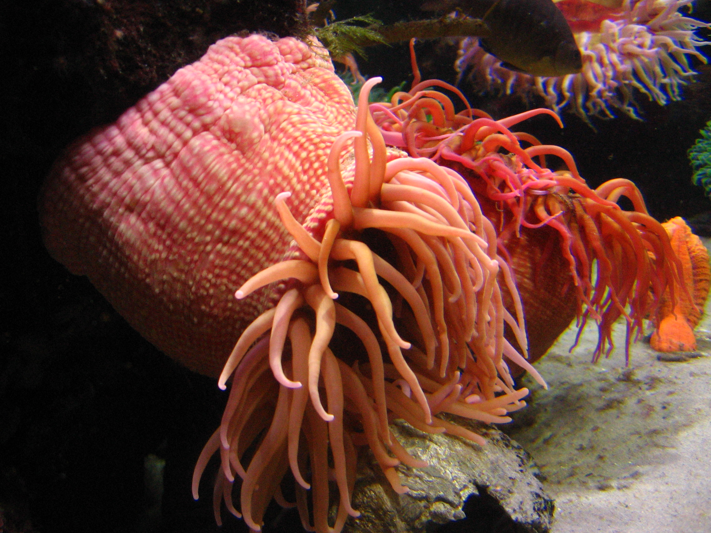 Anenomi