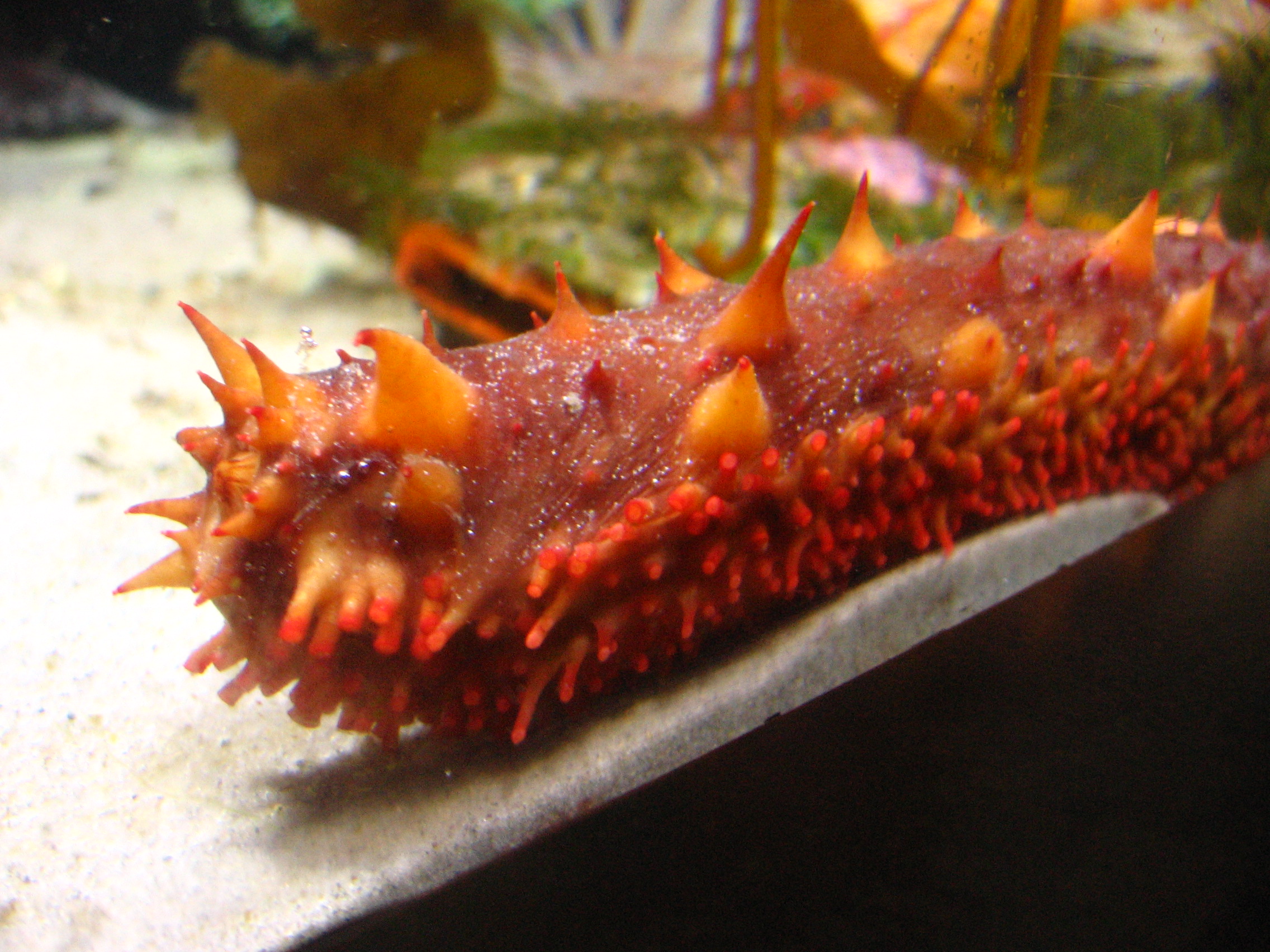 Gross-but-Cool Sea Cucumber