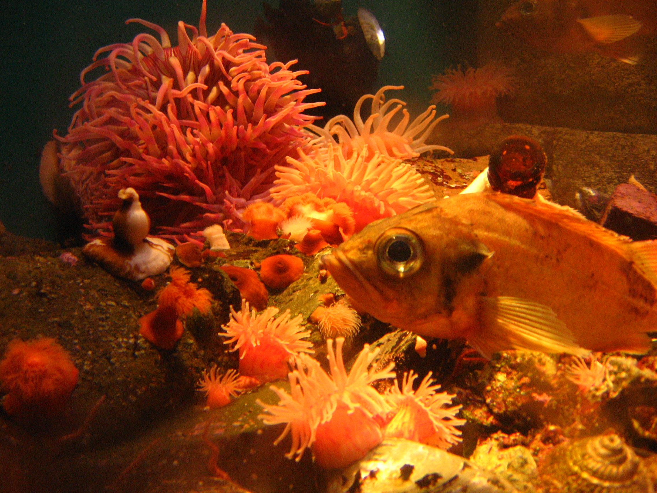Fish in the "Red Light" District