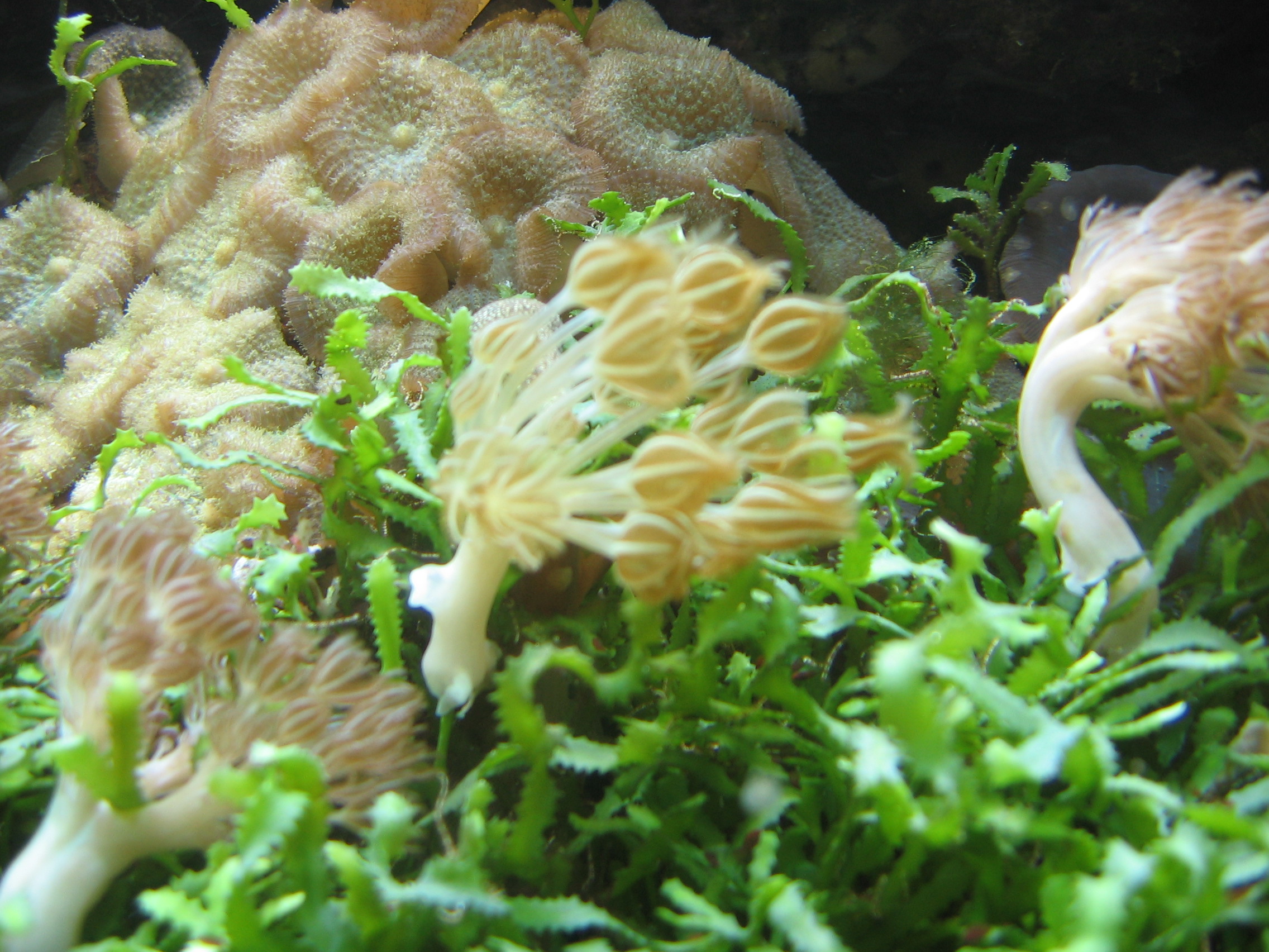 Fishtank-scape