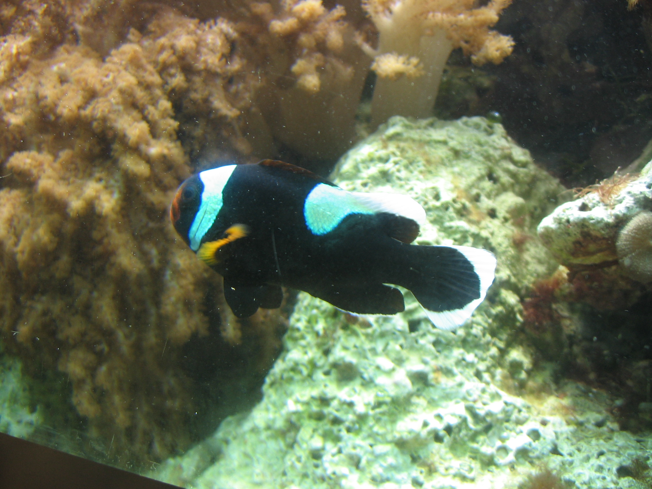 Uber-cute Clown-type Fish
