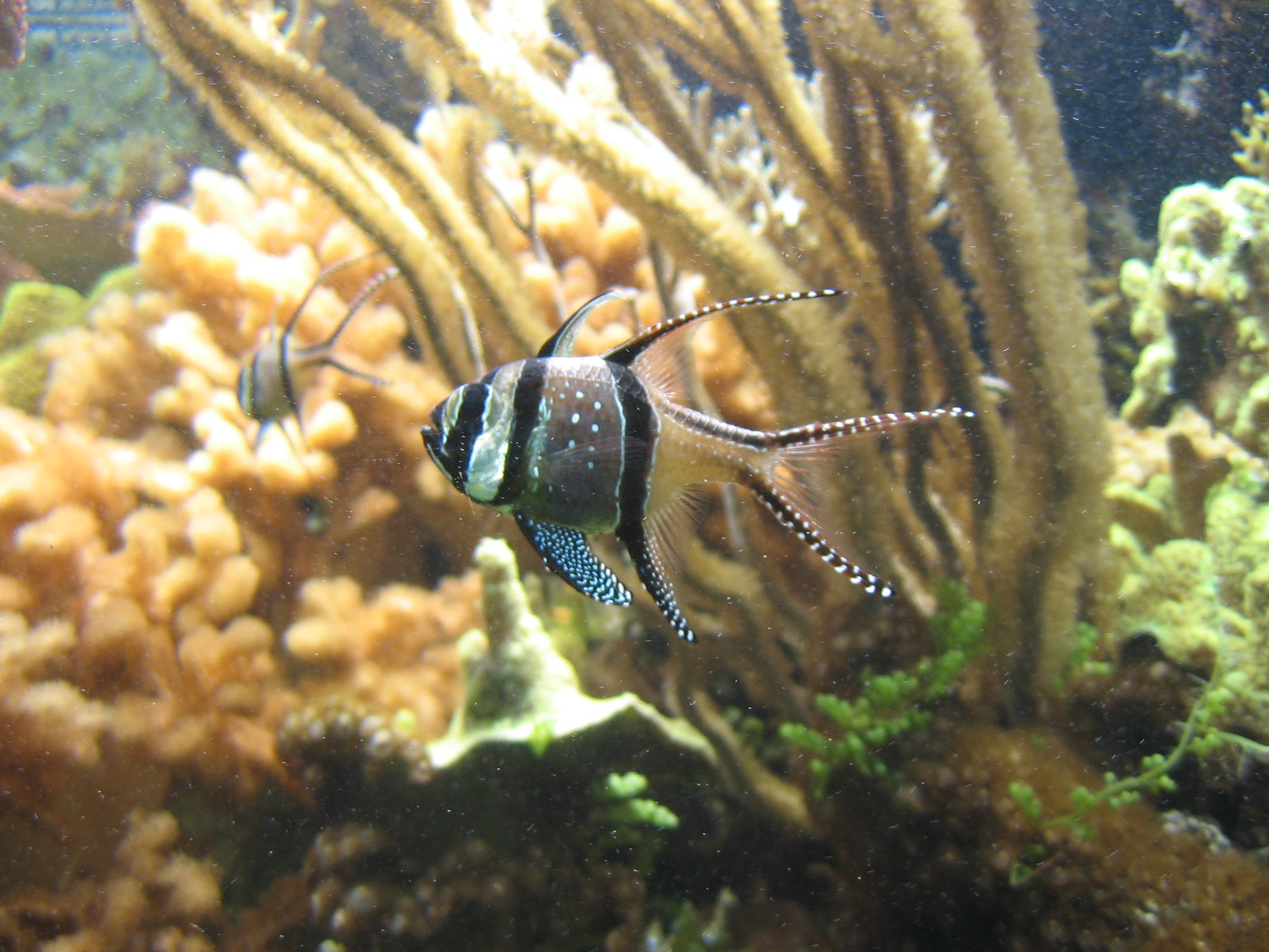 Uber-er Cuter Pretty Tropical Fishy