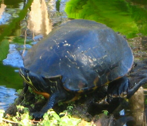 turtle