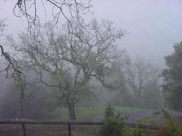 This is a picture of Atascadero from the lovely hills view. It was very foggy outside.
