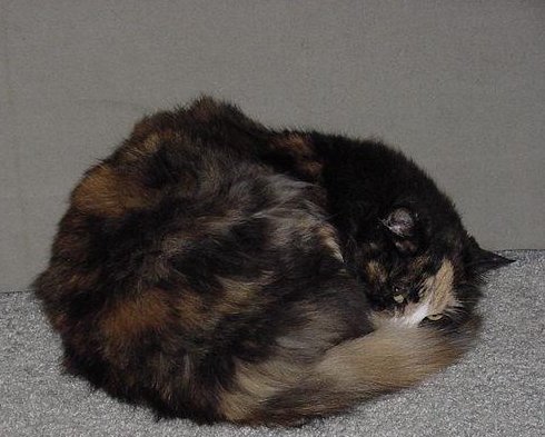 Here is Tess's lovely cat Tosha sleeping or not in the morning.