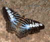 Butterfly2.jpg (193794 bytes)