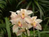 Cream orchid.jpg (346153 bytes)