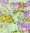 Daisys1.jpg (60249 bytes)