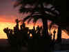 Sunset with cactus.jpg (347474 bytes)