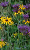 flowers.jpg (107224 bytes)