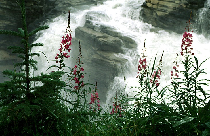 Athabasca Falls - Click to Return