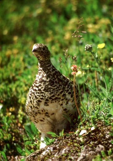 Mom Ptarmigan - Click to Return