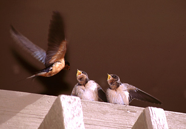 Fledgling Chicks - Click to Return