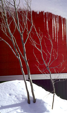 Aspens and Icicles