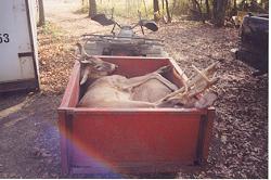 Mike & Ron's bucks in the deer-cart 