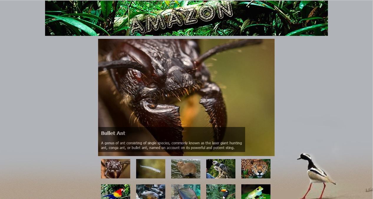 Image Gallery