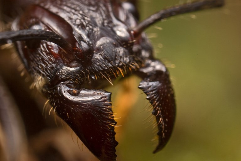 Bullet Ant