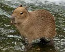 Capybara