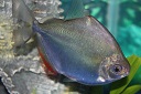 Silver Dollar Fish
