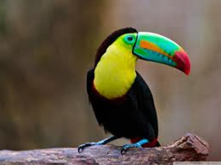 Toucan
