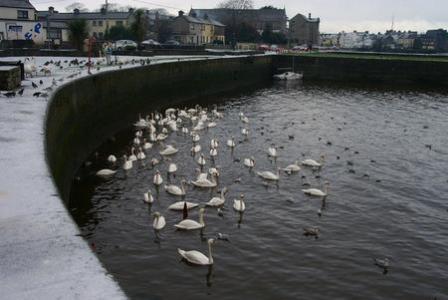 Claddagh