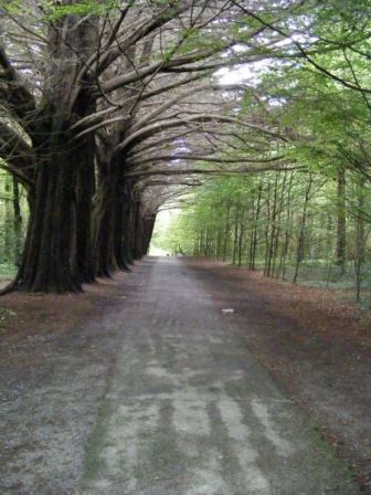 Coole Park