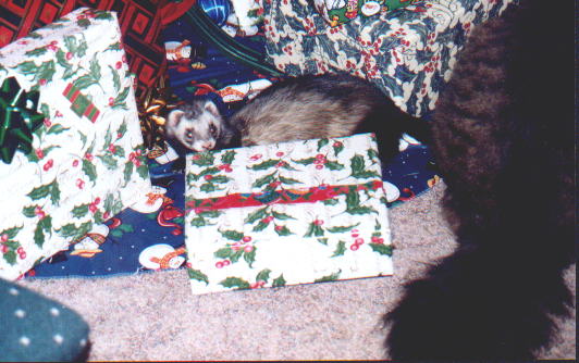 Go away cat! They are all mine!