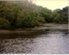 Mouth of Coval Creek near its junction with the Illinois River.