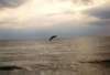 Brown Pelican in flight