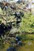 Estero River  near Bonita Springs, Florida