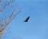 Turkey Vulture in flight.