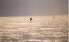 Brown Pelican diving to a meal