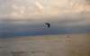 Brown Pelican in flight