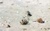 Sand Polver near a sponge