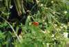 Butterfly (species unknown) at rest