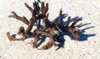 Exposed coral on beach