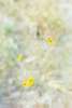 Wildflowers