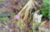 Wildflowers