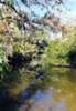 Estero River  near Bonita Springs, Florida