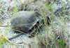 Turtle out of its element