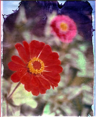 Click to view Flowers Gallery
